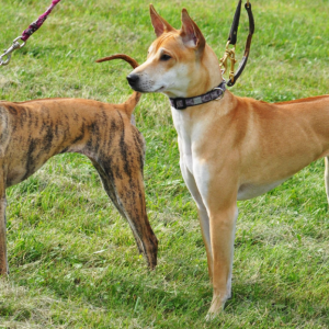 huan-luyen-cho-theo-yeu-cau