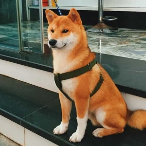 huan-luyen-cho-akita