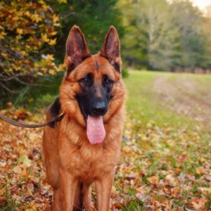 huan-luyen-cho-phu-quoc-o-dautai-vung-tau