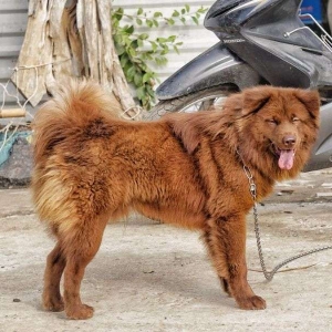 huan-luyen-cho-gau-bac-ha