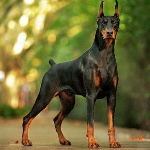huan-luyen-cho-doberman