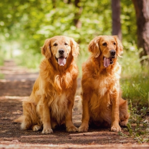 huan-luyen-cho-golden