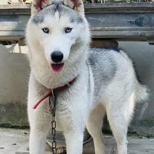 huan-luyen-cho-husky