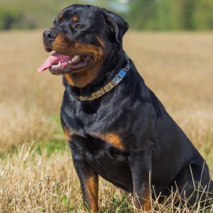 huan-luyen-cho-rottweiler