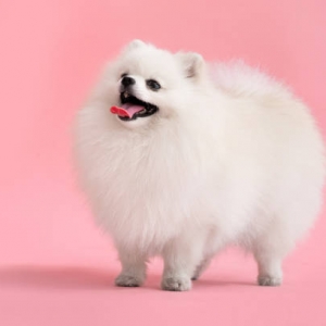 huan-luyen-cho-pomeranian