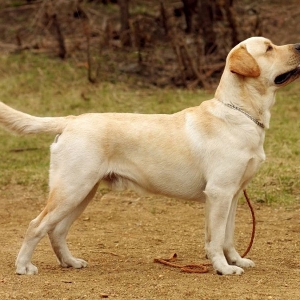 huan-luyen-cho-labrador