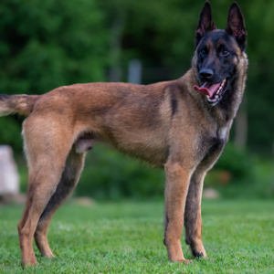 cho-malinois