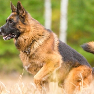 huan-luyen-cho-becgie