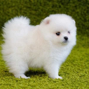 huan-luyen-cho-phoc-soc