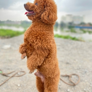 huan-luyen-cho-poodle